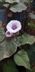 Ipomoea
