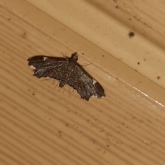 Deuterophysa