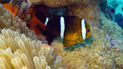 Amphiprion tricinctus