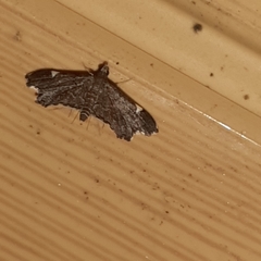 Deuterophysa