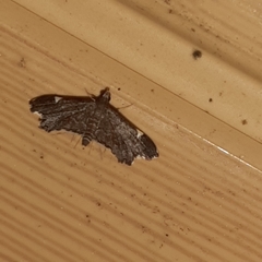 Deuterophysa