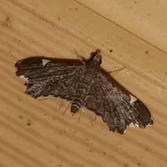 Deuterophysa