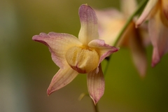 Dendrobium moschatum