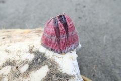 Megabalanus coccopoma