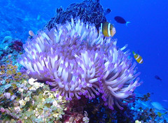 Amphiprion tricinctus