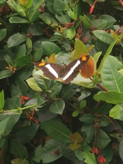 Adelpha fessonia