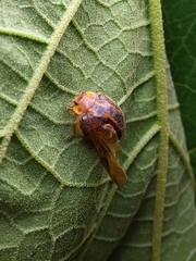 Epilachna clandestina