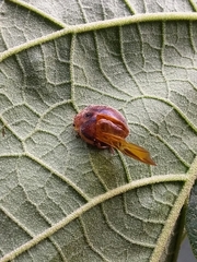 Epilachna clandestina