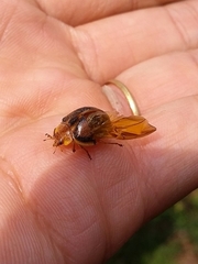 Epilachna clandestina