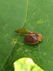 Epilachna clandestina