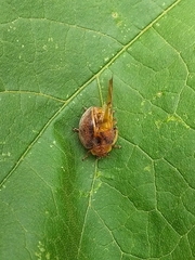 Epilachna clandestina