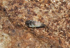 Tricholepisma gyriniformis