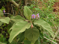 Solanum incanum