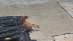 Columba livia domestica