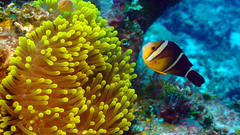 Amphiprion tricinctus
