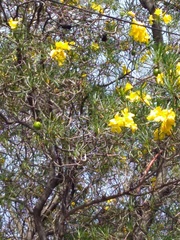 Cascabela thevetioides