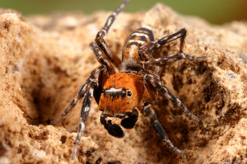 Algerian Jumping Spider