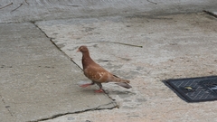 Columba livia domestica