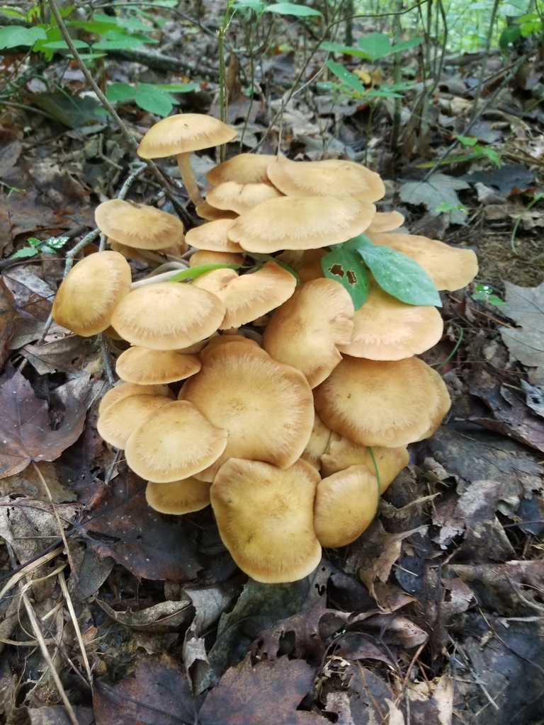 Ringless Honey Mushroom from Louisa on September 01, 2020 at 07:03 PM ...