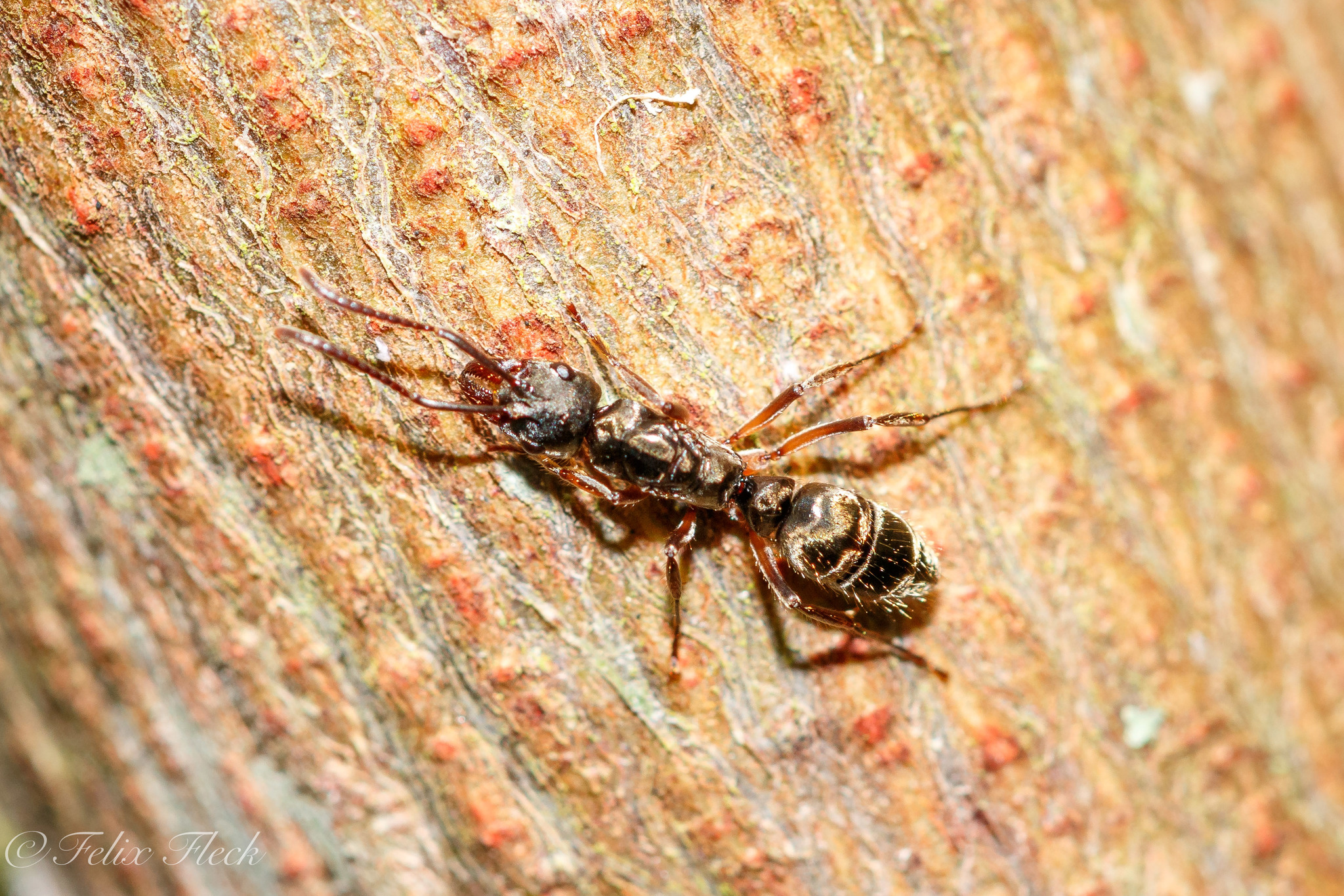 Neoponera unidentata