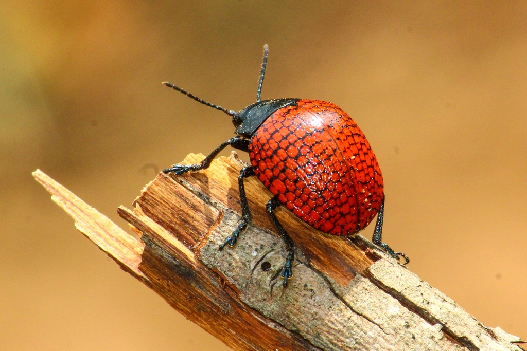 Doryphora reticulata