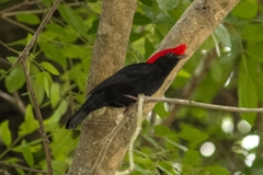 Antilophia galeata