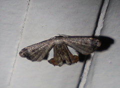 Phazaca decorata