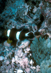 Amphiprion tricinctus