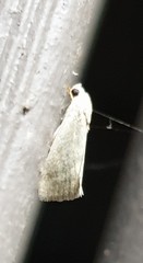 Earias paralella