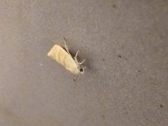 Earias paralella
