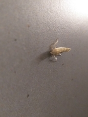 Earias paralella