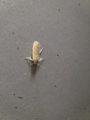 Earias paralella