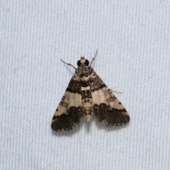 Nacoleia mesochlora