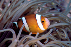 Amphiprion tricinctus