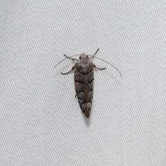 Lichenaula onychodes