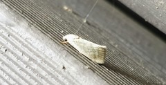Earias paralella