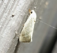 Earias paralella
