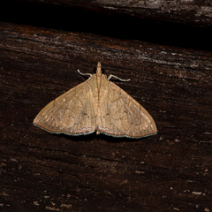Hyalobathra crenulata