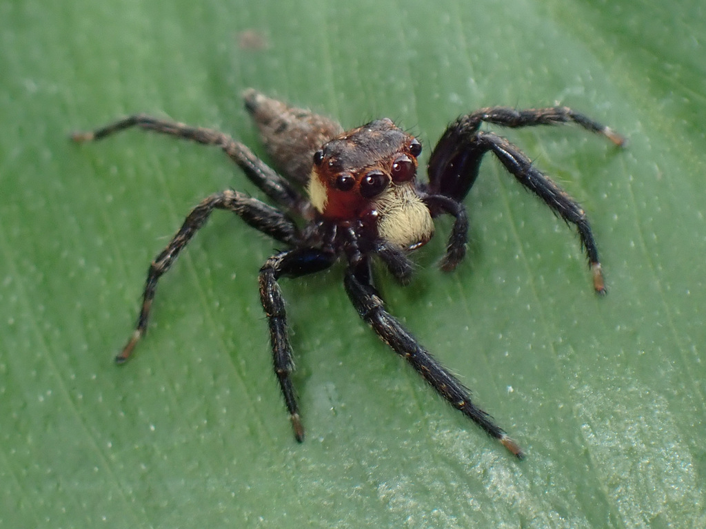 Triggella infuscata