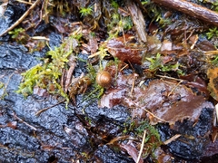 Cryptomastix germana