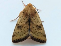 Heliothis acesias