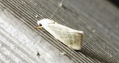 Earias paralella