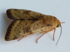 Heliothis acesias