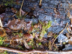 Cryptomastix germana