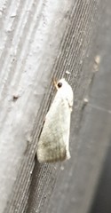 Earias paralella