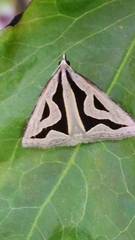Dichromodes personalis