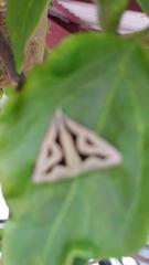 Dichromodes personalis