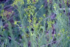 Senecio bathurstianus