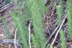 Senecio bathurstianus