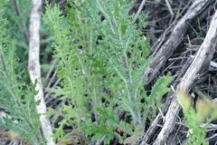 Senecio bathurstianus